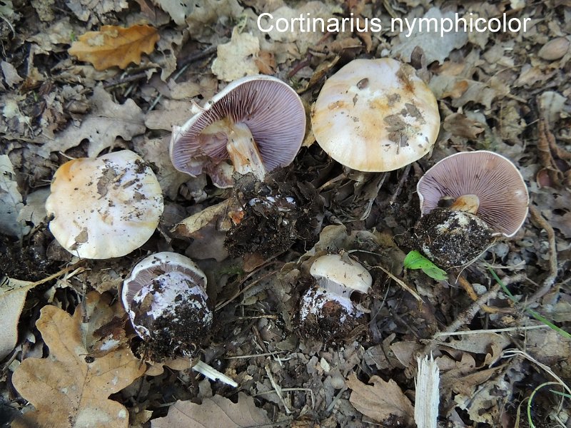 Cortinarius nymphicolor-amf695.jpg - Cortinarius nymphicolor ; Nom français: Cortinaire teinté de rose lilas